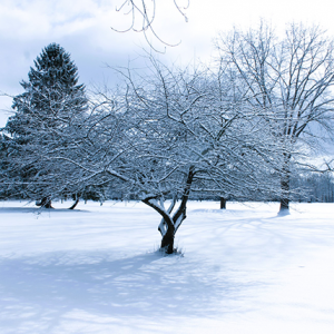 Winter Tree