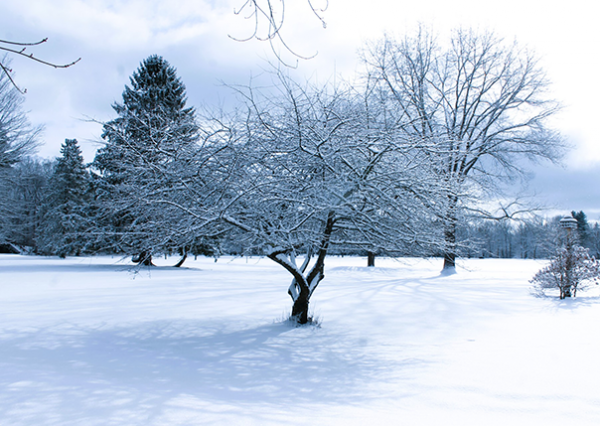 Winter Tree